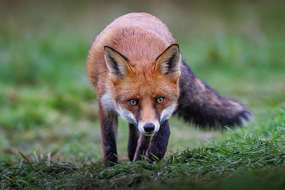 Jurgen Mol_A Cautious Approach