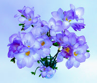 Sarah Watkins_Vase of freesias from above