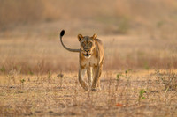 Nicky Rochussen_Where the lioness walks