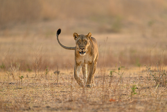 Nicky Rochussen_Where the lioness walks