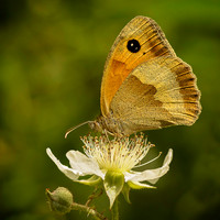Meadow Brown on Bramble B