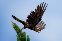 Jurgen Mol_Yellow-Tailed Black Cockatoo jumping off