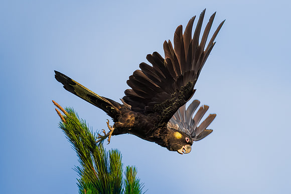 Jurgen Mol_Yellow-Tailed Black Cockatoo jumping off