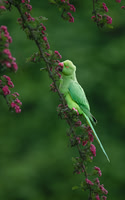 Gillian Tiplady_Parakeet Dining On Blossoms