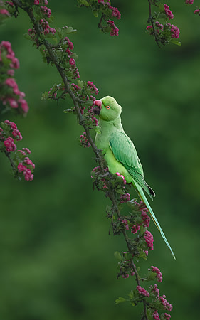 Gillian Tiplady_Parakeet Dining On Blossoms