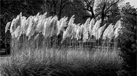 David Newman_Blowing in the Wind