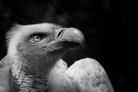 Kirsty Ankiewicz_Vulture portrait in black and white