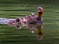 Kirsty Ankiewicz_Little Grebe with chicks