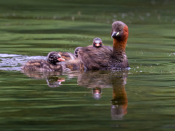 Kirsty Ankiewicz_Little Grebe with chicks