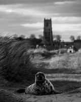 Michael Hallam_Seal pup and Winterton church