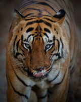 Vanessa Soares_Portrait of the King of the Jungle