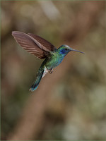 Martin Houghton_Hummingbird