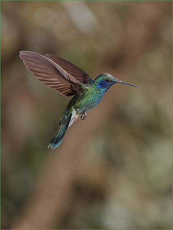 Martin Houghton_Hummingbird