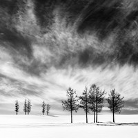 Rosemary Wilman_Trees, Near and Far