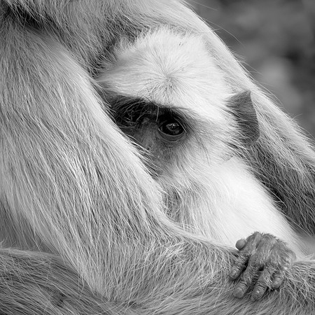 Roy Twyman_Infant Langur safe in Mother's arms