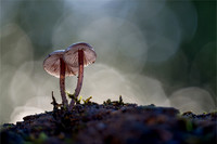 Nicky Rochussen_A pair of Bonnets