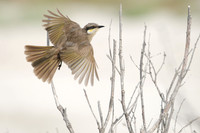 Roy Twyman_Singing Honeyeater takes flight