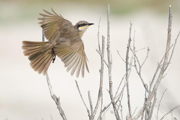 Roy Twyman_Singing Honeyeater takes flight