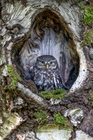 Simon Powell_Little Owl Nesting In A Tree