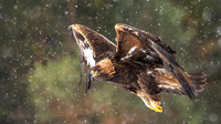 Victor Soares_Golden Eagle In The Snow