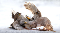 Victor Soares_Goshawk Fight