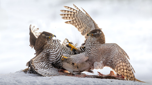 Victor Soares_Goshawk Fight