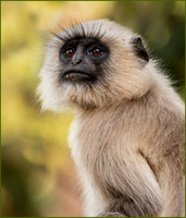 Victoria Cheston_Portrait of a Langur Monkey