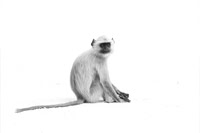 Roy Twyman_Contemplating Langur