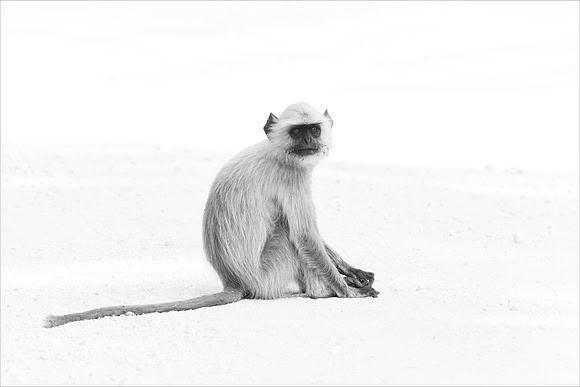 Roy Twyman_Contemplating Langur