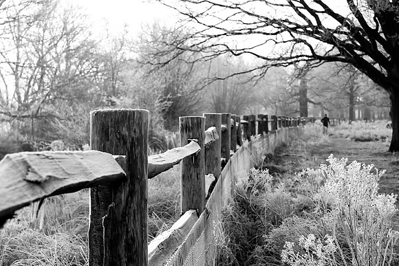 Sheena Gordon_Winter morning walk