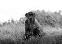 Robin Dolbear_Survivor of the Grasslands