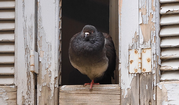 Jonathan Tuppeny_Athenian Pigeon