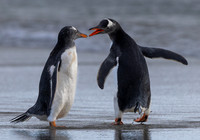 John Saunders_Gentoo penguins in conversation