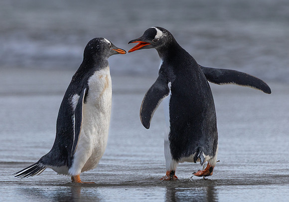 John Saunders_Gentoo penguins in conversation