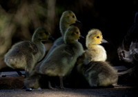 John Saunders_Gosling in the spotlight