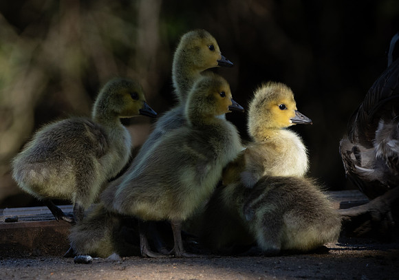 John Saunders_Gosling in the spotlight