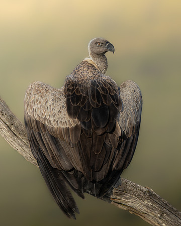 Nick Hamilton_Vulture