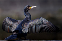 Jurgen Mol_Great Cormorant Drying Its Wings In The Sun