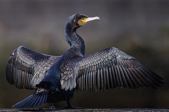 Jurgen Mol_Great Cormorant Drying Its Wings In The Sun