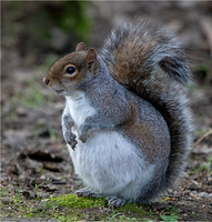 Caroline Brouwer_Heavily pregnant squirrel who was panting rapidly