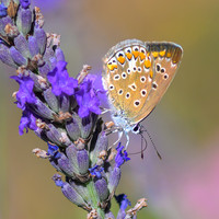David Jolly_Butterfly feeding on lavender