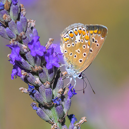 David Jolly_Butterfly feeding on lavender