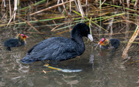 Gillian Tiplady_Eurasian Coot Feeding Its Chick
