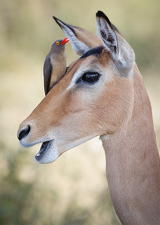 Vanessa Soares_Impala female with red-billed ox-pecker