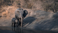 Robin Dolbear_Female Elephant and Calf