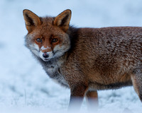 Vanessa Soares_Red fox foraging in the snow