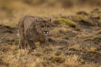 Ben Carrick_Puma on the hunt in Torres del Paine