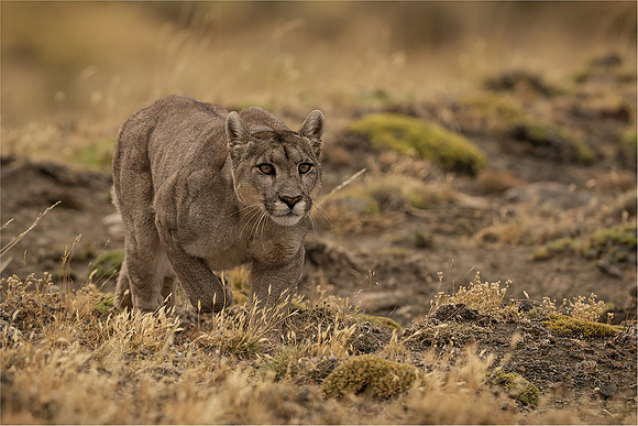 Ben Carrick_Puma on the hunt in Torres del Paine