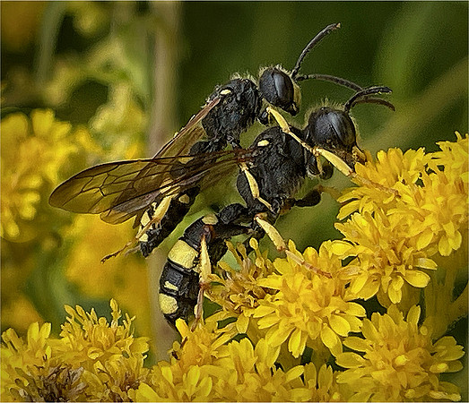 Dave Stoneleigh_Male and Female Ornate Tailed Digger Wasps