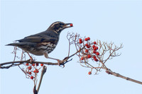 John Atherton_Redwing